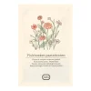 Zaaien*DILLE & KAMILLE Bloemenzaden, plukboeket, pastel, 3 g