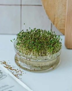 Groentekiemen|Zaaien*DILLE & KAMILLE Kiemgroente, biologisch, radijskers, 25 g