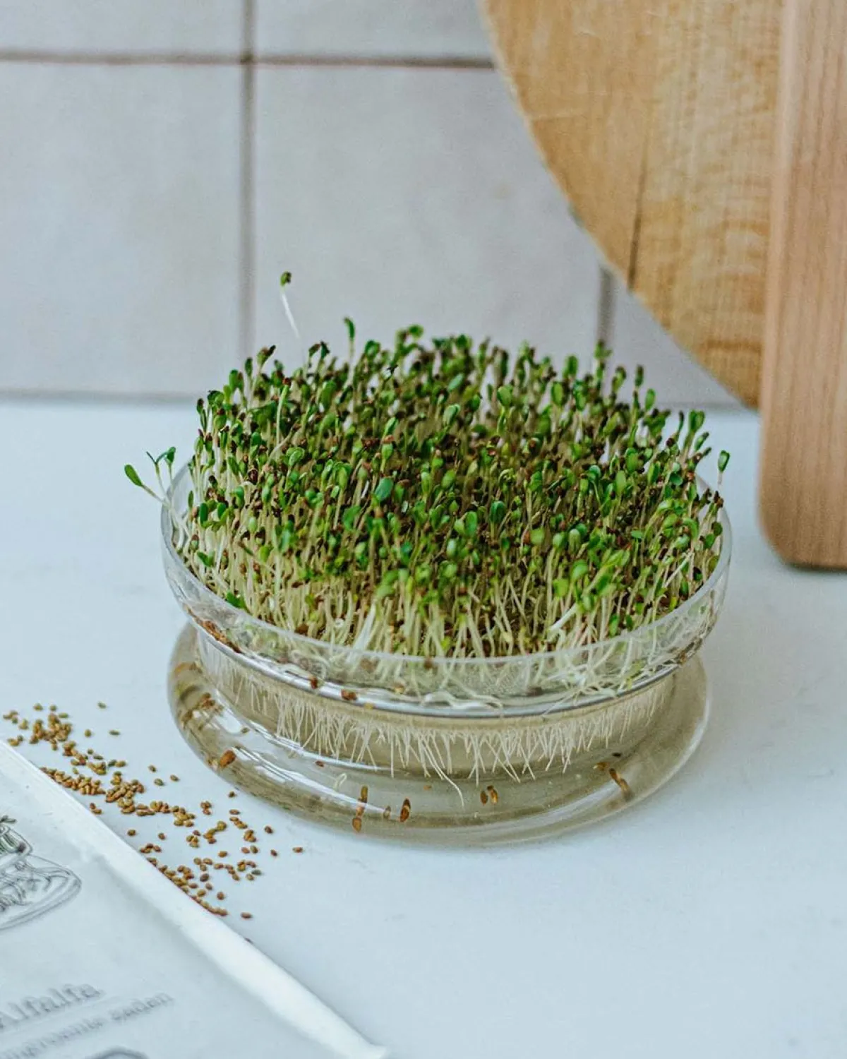 Groentekiemen|Zaaien*DILLE & KAMILLE Kiemgroente, biologisch, radijskers, 25 g