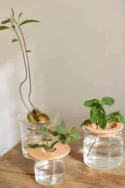 Zaaien*DILLE & KAMILLE Kiemschotel, Ø 9,5 cm, 3 stuks