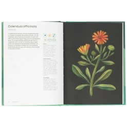 Tuinboeken*DILLE & KAMILLE Kweek je eigen planten, Sharon Amos